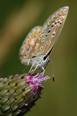 Northern blue (Plebejus idas)
