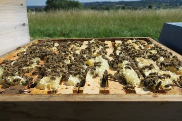 Offener Bienenstock mit Honigbienen auf dem Flughafen Stuttgart in Leinfelden-Echterdingen