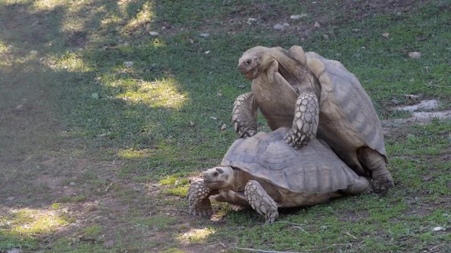 Giant turtles mating looking left