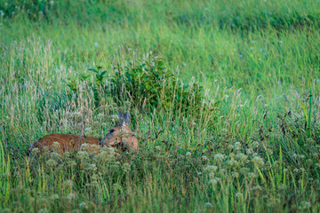 Deer In The Brush