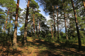 Summer pine forest landscape