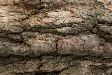 Texture of pine tree bark