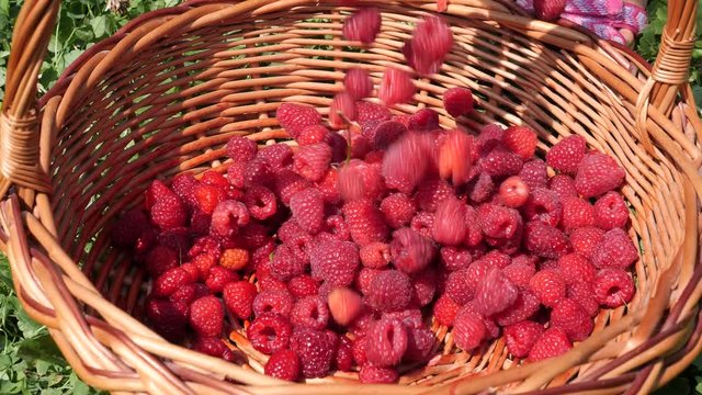 Farm with organic food products pouring a ripe red raspberry harvest in straw basket