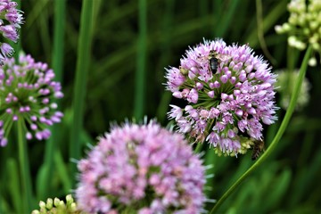 Fototapeta premium Allium Atroviolaceum Flower and bee