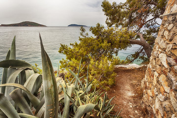 Agave and pine trees on coastline and turquoise mediterranean