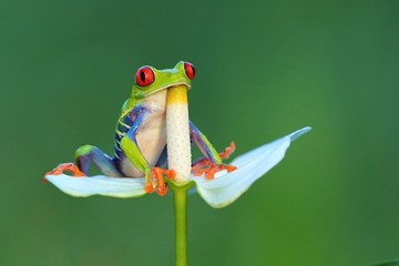 Red eyed frog, Agalychnis callidryas a arboreal hylid native to tropical rainforests in Central America in panama and costa rica . Mistakenly also called the Green Tree Frog 