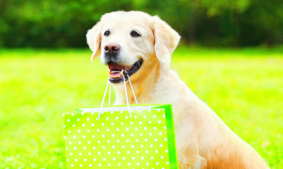 Portrait of happy Golden Retriever dog holds a green shopping bag in the teeth on a grass
