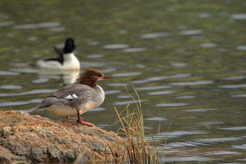 Common Merganser pair