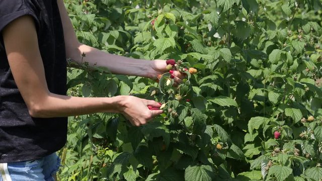 Village farm with organic food products woman pluck ripe raspberry from a bush