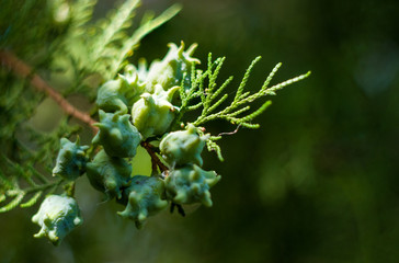 Incense cedar tree Calocedrus decurrens branch close up.