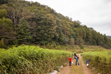 Picking Tomatoes on the Farm