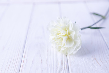 White carnation flower on a white background. Free space