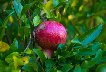 pomegranate fruit on a branch, close up