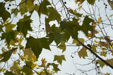 Green leaves autum tree