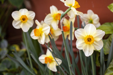 White Flowers with yellow center