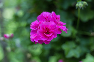 Magenta rose with green
