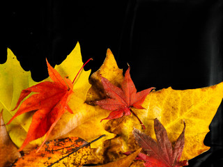 Fall leaves background