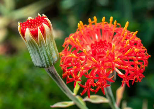 Red Kleinia flower with a bud