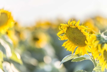 Agriculture sunflower plant isolated.
