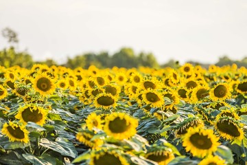 agriculture sunflowers field. sun flower seedlings background