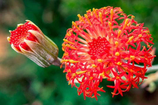 Beautiful red inflorescence (Kleinia abyssinica)