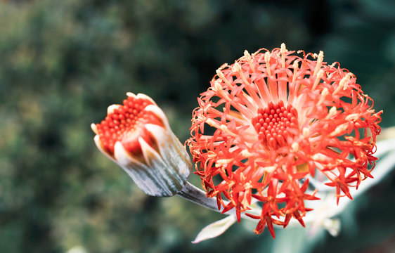 Kleinia abyssinica flower in cold colours