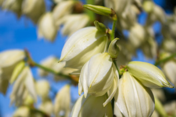 White Yucca filamentosa bush flowers in park, close up.