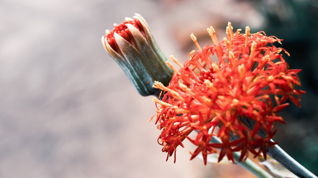 Kleinia abyssinica flower and bud (cold colours)