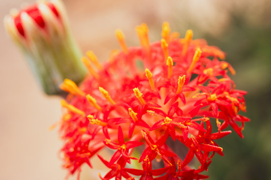 Kleinia abyssinica flower. Warm colours.