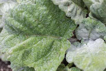 Obraz premium Fuzzy large green leaves