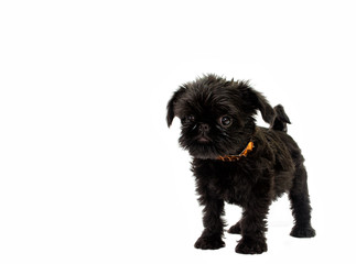 Griffon puppy on a white background