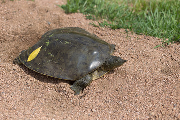 Close up of turtle in sand
