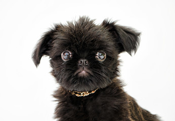Griffon puppy on a white background