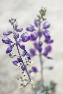 Bajada Lupine