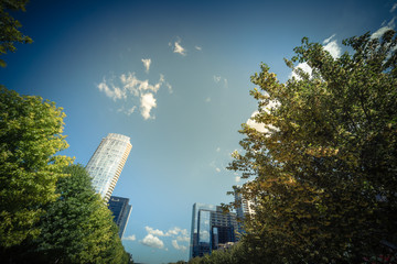 Beautiful green urban park in downtown Dallas in sunny day. Low angle view tree lush canopy with...