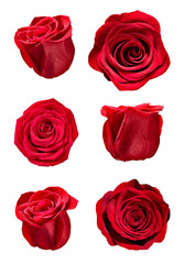 flower rose petal blosspm background