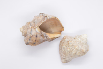 Sea shell on white background. Shells