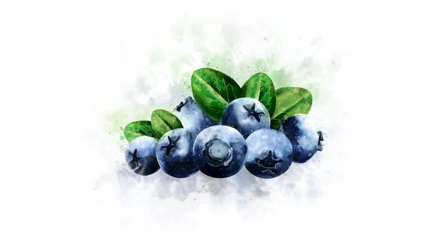 Blueberry illustration animation