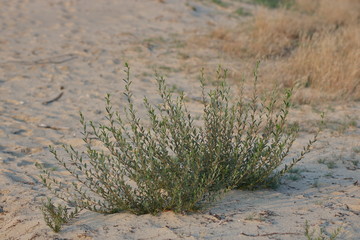 grass in the sand, concept of desertification og the earth