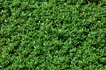 Carpet of natural green vegetation.