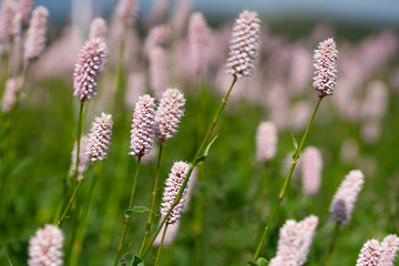 des fleurs roses avec de longues tiges