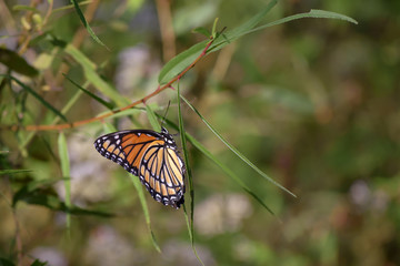 Fototapeta na wymiar Orange Viceroy Butterfly on Long Slender Leaf