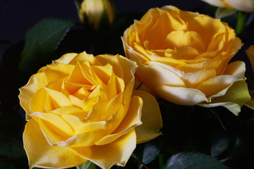 Small yellow roses on black background, closeuo