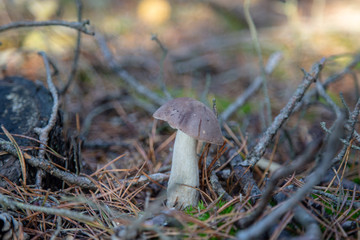mushroom Leccinum