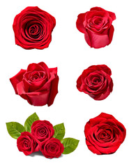 flower rose petal blosspm background