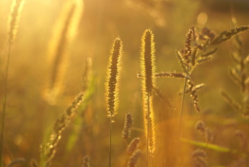 Fototapeta premium beautiful grass seed in the sunset