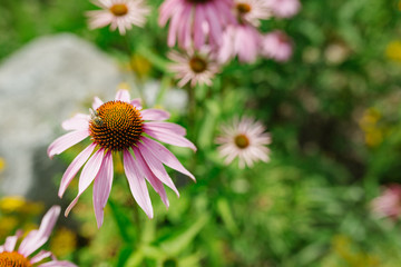 Obraz premium Die Bienenblüte