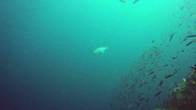 SCUBA Diving Roatan - Spanish Mackerel