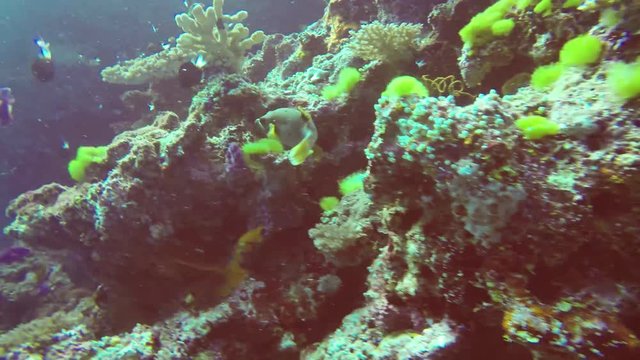 SCUBA Diving Fiji - Dogface Puffer