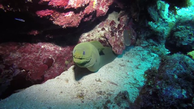 SCUBA Diving Roatan - Green Moray Eel